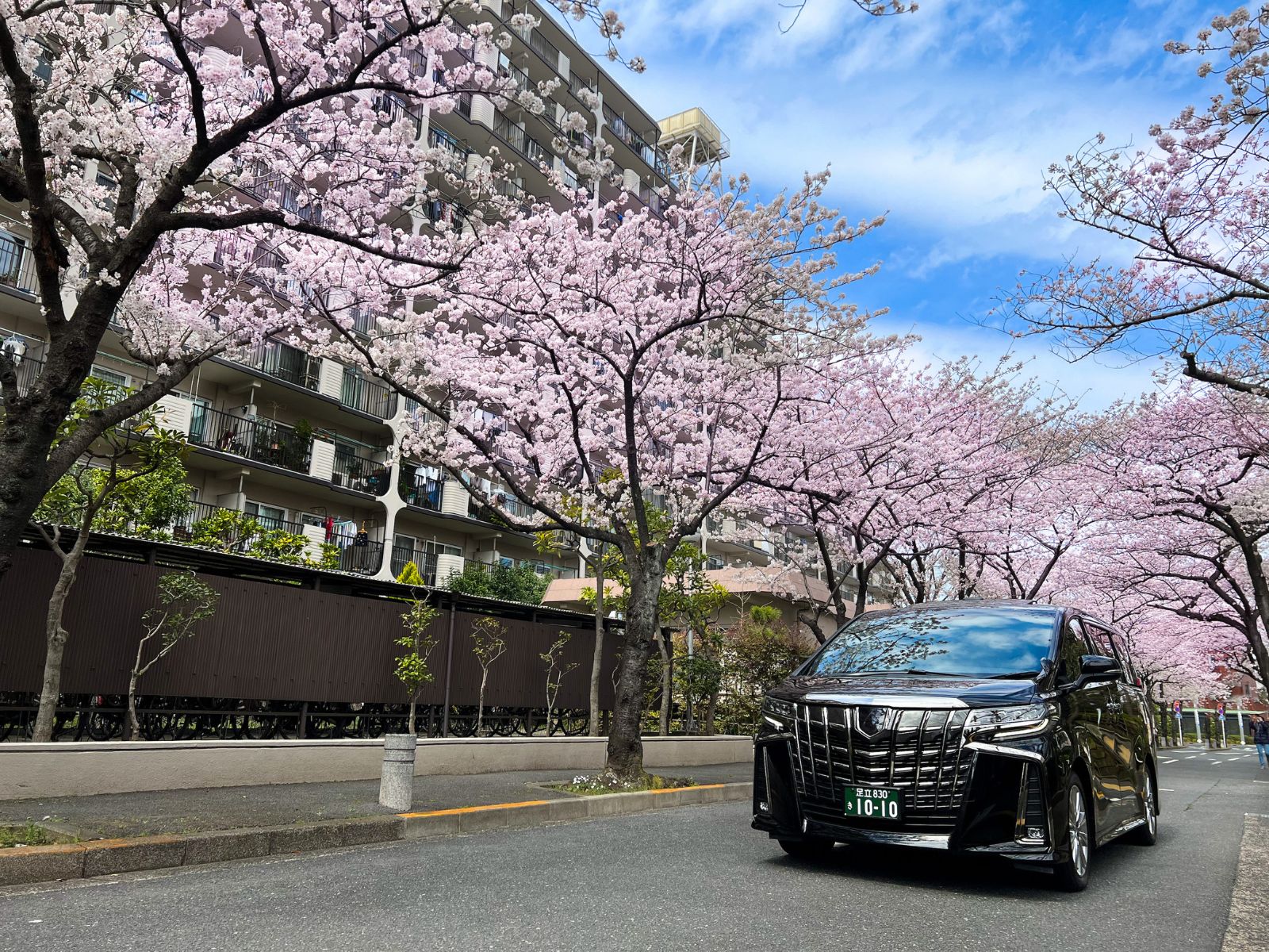 愛光式典の会場周辺の桜の様子